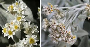 Image result for Helichrysum lastii