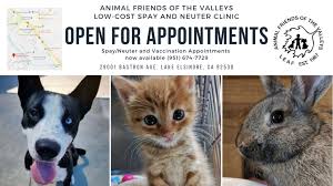 As he has started targeting his little 2 month old sisters that live in the same go to google and search on: Animal Friends Of The Valleys Clinic Animal Friends Of The Valleys