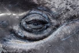Résultat de recherche d'images pour "whale eye"