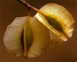 Image result for Combretum microphyllum