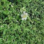 Image result for Hibiscus lobatus