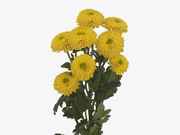 Image result for Chrysanthellum indicum