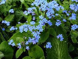 Brunnera Macrophhylla 1 Brunnera Wikipedia Plants Trees To Plant Plant Identification