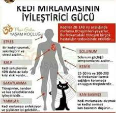 Kedinin Faydalari Kedi Parapsikoloji Yasam Koclugu