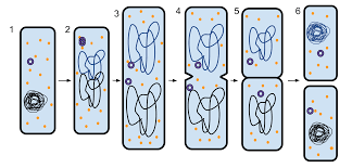 Sexual reproduction means that genetic material from two parents is combined so that the offspring are usually different from either parent. Types Of Reproduction Review Article Khan Academy