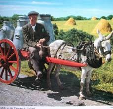 Sully the camel, gus the. Bible Donkeys Driving Carting Donkey Logo Mini Donkey Cart Horses