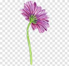 Then, draw eight straight lines across the center of the flower and different angles. Transvaal Daisy Cut Flowers Drawing Pink Gerbera How To Draw A Flower Pencil Transparent Png