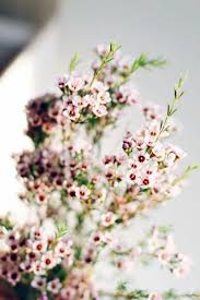 Purple filler flowers for bouquets. Top 10 Filler Flowers To Know Ebb Flow Flowers