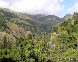 Image result for Daknopholis