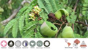 Image result for Libidibia coriaria