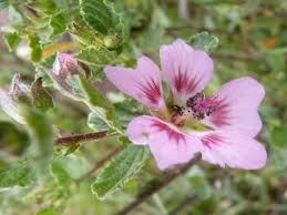 Image result for Hibiscus aethiopicus