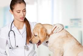 Medicina assistencial (51) 3584 4500. Como Os Exames Complementares Auxiliam A Medicina Veterinaria Hospital Veterinario Sao Francisco