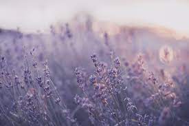 Aesthetic Laptop Light Purple Wallpapers Wallpaper Cave Pastel cute aesthetic wallpapers wallpapershit.