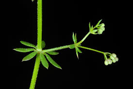 Image result for Galium ossirwaense