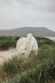 Dieser tag steht im zeichen der wildromantischen landschaft der schottischen highlands. Animals Animalsbeautiful Animalscutest Animalsfunny Animalswild Tiere Tierebasteln Tierelustig Tierezeichnen Hi Highlands Tiere Schottische Highlands