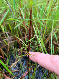 Image result for Aeollanthus subacaulis