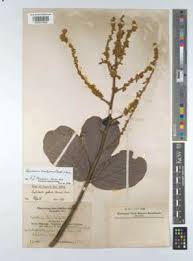 Image result for Leptoderris harmsiana