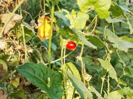 Image result for Cucumis maderaspatanus