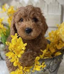 The perfect pet for your family. Goldendoodle Breeders In Massachusetts Top 4 Breeders 2021 We Love Doodles