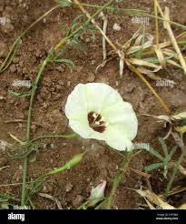 Image result for Merremia palmata