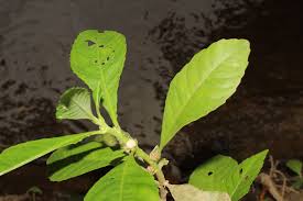 Image result for Struchium