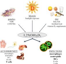 Find out what is the full meaning of d on abbreviations.com! Regulation Of Immune Function By Vitamin D And Its Use In Diseases Of Immunity Endocrinology And Metabolism Clinics