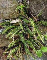 Image result for Vittaria reekmansii