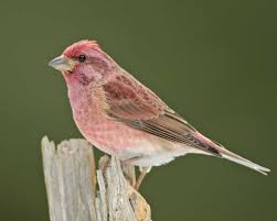 Birds That Lay Eggs On The Ground Ontario Purple Finch Carpodacus Purpureus