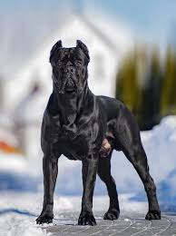 Cani corsi are descended from ancient the cane corso is also called italian mastiff, italian corso, corso, and cane corso italiano. Cane Corso Italiano Bigdogtoys Cane Corso Dog Cane Corso Corso Dog