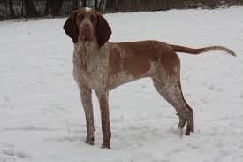 Image result for italský krátkosrstý ohař