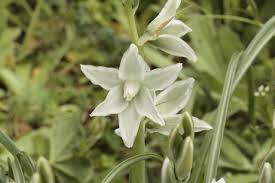 Image result for Ornithogalum seineri
