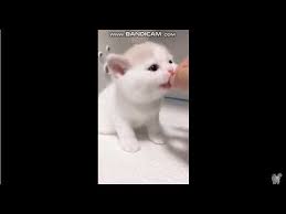 Dunyanin En Tatli Kedileri Minnos Kedileri Izle Minik Kedi Yaramazliklari Youtube