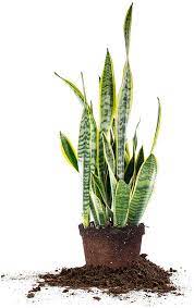 Amazon Com Perfect Plants Snake Plant Sansevieria Trifasciata Laurentii 16in Tall Easy Care Houseplant Perfect For In 2021 Perfect Plants Snake Plant Sansevieria