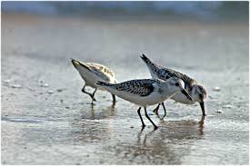Birds Of North Carolina Book Sea Birds Eating Small Sand Fleas Crabs Outerbanks Obx Outer Banks Beach Outer Banks Nc Outer Banks Vacation Rentals