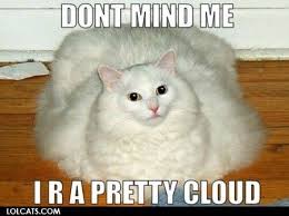 Maybe you would like to learn more about one of these? Lol Cats Photo Lolcats Cute Cat Memes White Cat Meme Dancing Cat