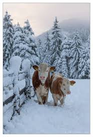 Cows Out For A Snowy Stroll Animals Animals Beautiful Farm Animals