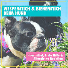 Oft bilden sich quaddeln und rötungen an der einstichstelle, begleitet von symptomen wie juckreiz, hautschwellungen, brennen und rötungen, die sich auf den ganzen körper ausdehnen können. Bienenstich Wespenstich Beim Hund Erste Hilfe