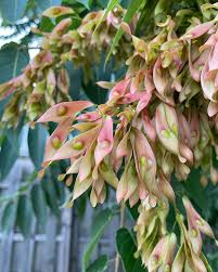 Image result for Simaroubaceae