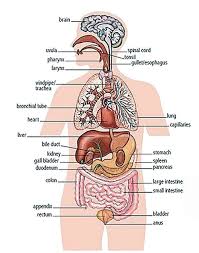 Internal Organs Of The Human Body List Pdf Human Body