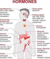 Endocrine Gland And Hormones Human Endocrine System Anatomy Human Medical Knowledge Medical School Studying Medical Student Study