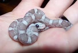 Baby Black And White Corn Snake My Baby Moonstone Anery Lavender Corn Snake Voltaire Baby Snakes Pet Snake Snake