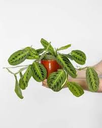 Image result for Kořenokvětka Aspidistra