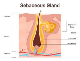 Image result for Sebaceous Gland