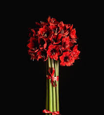 For 60 years, dvflora has been providing wholesale flowers and floral supplies, sourced from around the world, to professional retail florists and event designers. Amaryllis Flower Amaryllis Flowers Red Amaryllis Pink Amaryllis