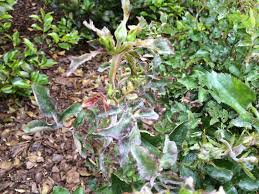 Despite the commonly held belief that black mold exposure is a serious health concern, no convincing research suggests that exposure to this type of mold causes. Powdery Mildew Sooty Mold