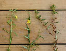 Image result for Ludwigia leptocarpa