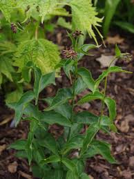 Image result for Vincetoxicum afrum