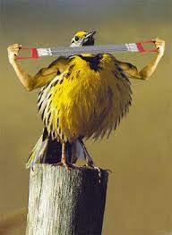 Der abend ist die meiste freizeit des tages. Jappy Gb Bilder Gif Bilder Lustig Vogel Gif Lustige Tiervideos