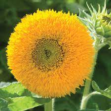 The teddy bear sunflower is an annual dwarf variety that grows 2 to 3 feet (60 to 75 cm) tall. Teddy Bear Sunflower Seed Johnny S Selected Seeds