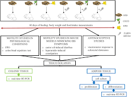 Chain Length Of Dietary Fatty Acids Determines